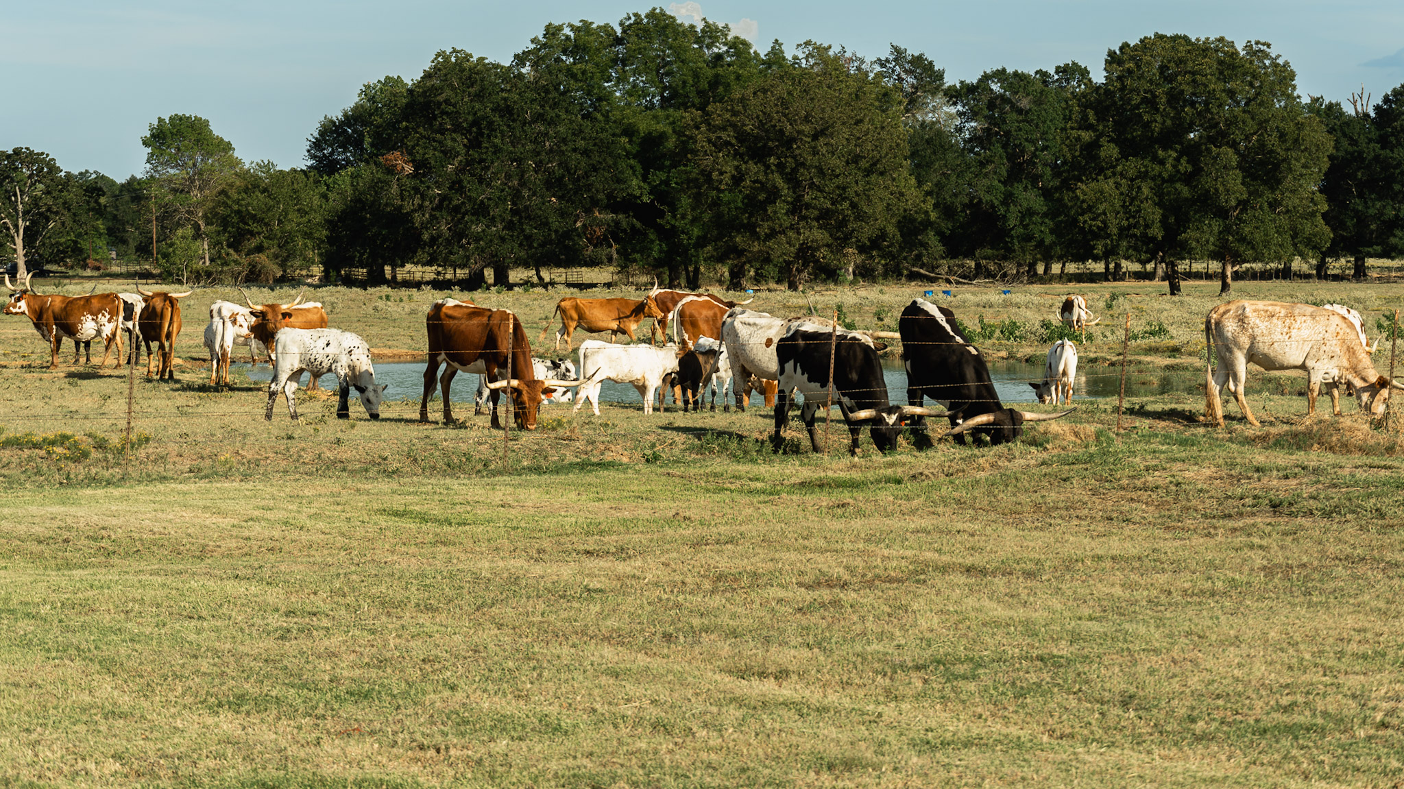 Texas longhorn cattle grazing in a pasture